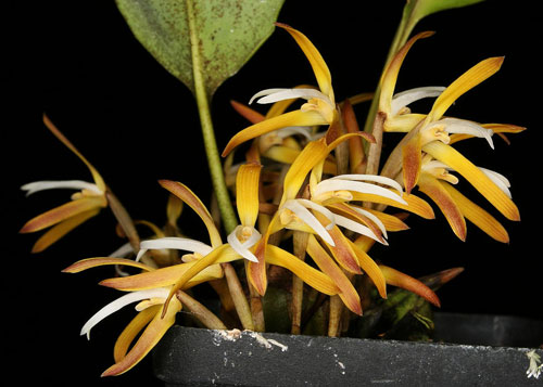 Maxillaria hennisiana