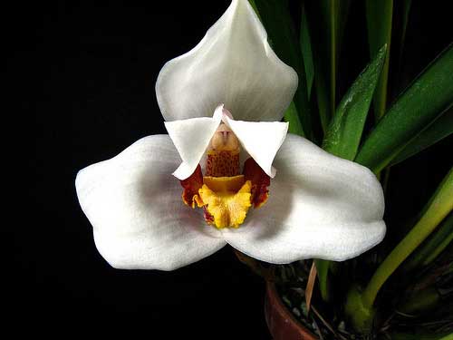 Maxillaria huebschii