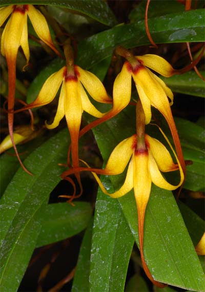 Maxillaria lepidota