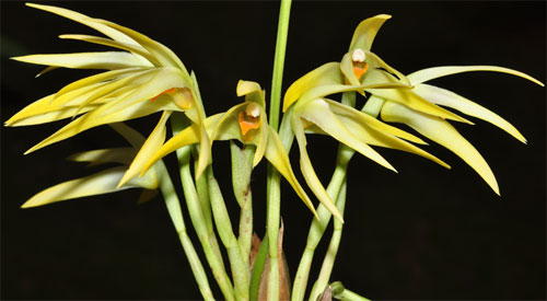 Maxillaria shepheardii