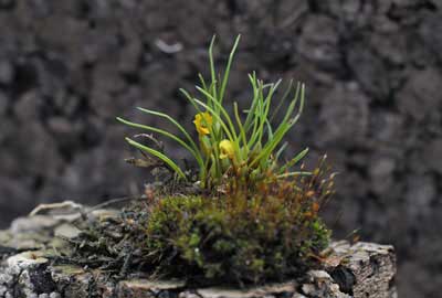 Maxillaria vitelliniflora
