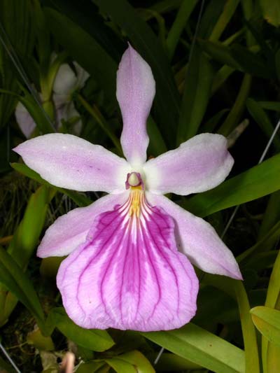 Miltonia spectabilis (extra size)