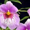 Miltoniopsis In The Pink 'Voluptuous'