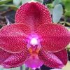 Phalaenopsis Mituo Sun King #1