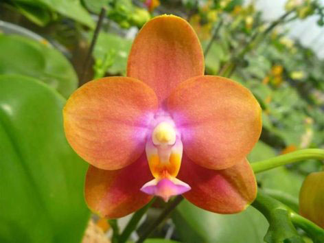Phalaenopsis Mituo Sun Queen 'Peaches'