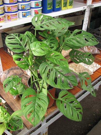 Monstera obliqua