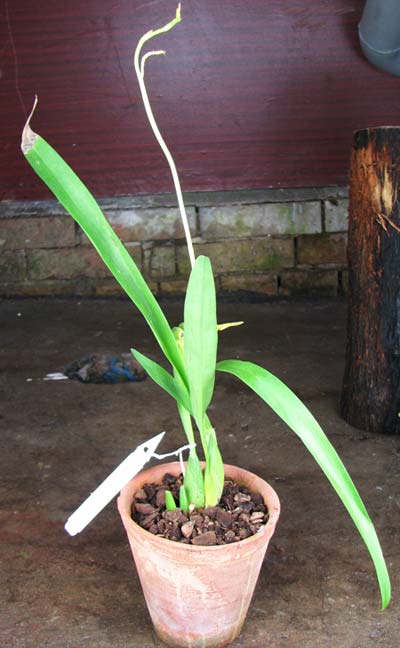 Odontoglossum gloriosum