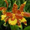 Odontoglossum Rawdon Jester × splendens
