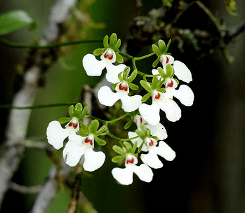 Oeonia oncidiiflora (rosea)