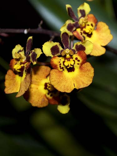 Oncidium (Tolumnia) Jairak Rainbow yellow