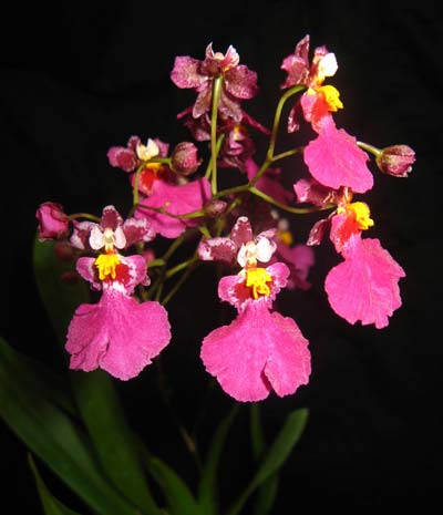 Oncidium Red Mini 'CT Little Cherry'