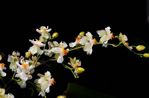 Oncidium Twinkle 'CT White Strong'