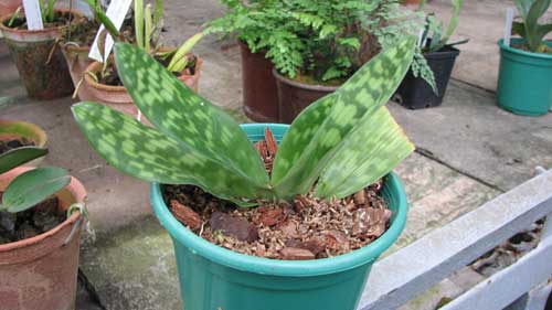 Paphiopedilum Alma Gavaert 'May Flower' x Paphiopedilum In-Charm Silver Bell 'Lasting'