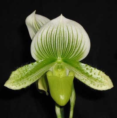 Paphiopedilum Alma Gavaert 'May Flower' x Paphiopedilum In-Charm Silver Bell 'Lasting'