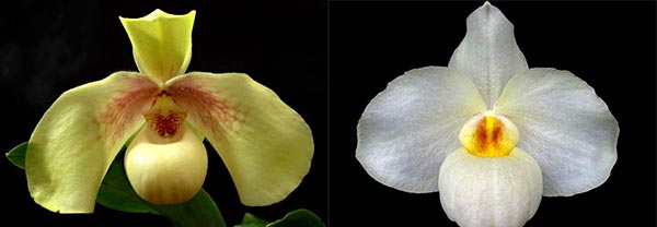 Paphiopedilum Armeni White x hangianum 'hang-18'