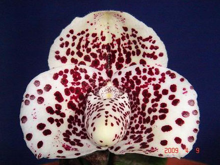 Paphiopedilum bellatulum 'Bear-17' x bellatulum 'Hung Sheng'