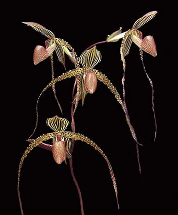 Paphiopedilum Booth's Sand Lady (sanderianum x Lady Isabel 'In-Charm')