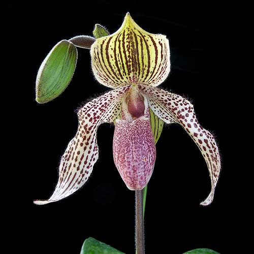 Paphiopedilum conco-bellatulum 'Giant' x Paphiopedilum Lady Isabel 'In-Charm'