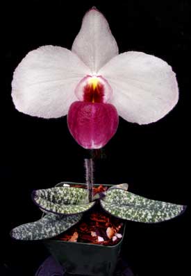 Paphiopedilum delenatii 'Giant' x sib 'Black Foligue'