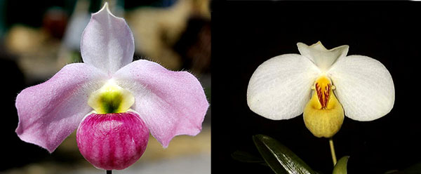 http://static.orchids.in.ua/img/paphiopedilum-emersonii-1-x-paphiopedilum-vietnamense-5-foto-614.jpg