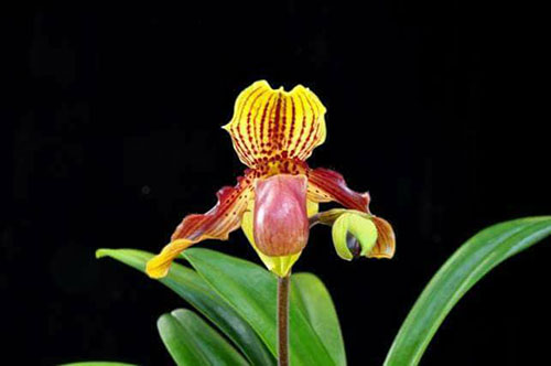 Paphiopedilum henryanum x glanduliferum