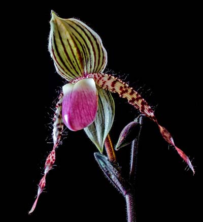 Paphiopedilum In-Charm Lady (Lady Isabel 'In-Charm' x Paphiopedilum moqueateanum 'In-Charm')