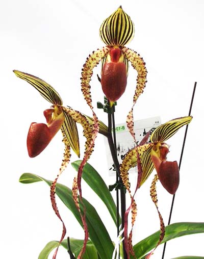 Paphiopedilum Jerry Spence 'Mei-Chen' x Paphiopedilum Prince Edward of York 'I.C'