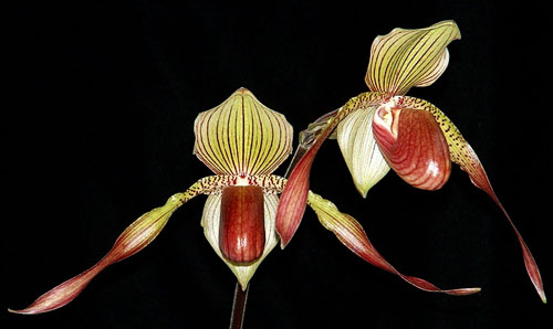 Paphiopedilum Julius Orchidfactory (rothschildianum x lowii)