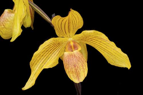 Paphiopedilum Lady Isabel 'Cooperation' x Paphiopedilum armeniacum 'From GV'