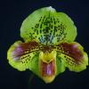 Paphiopedilum Lippewunder 'In-Charm' x Paphiopedilum In-Charm White 'In-Charm'
