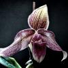 Paphiopedilum Mrs Fred Hardy (bellatulum x superbiens)