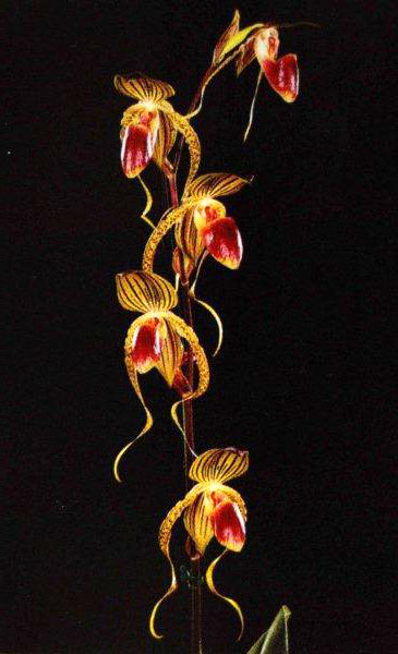 Paphiopedilum rothschildianum x gigantifolium