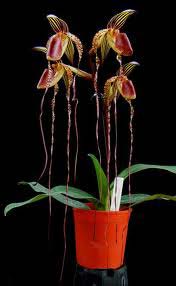 Paphiopedilum sanderianum 'Showshan' x Paphiopedilum anitum 'MS#1'