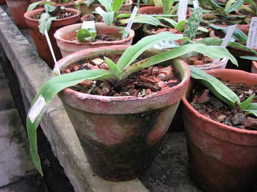 Paphiopedilum spicerianum × sib