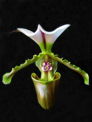 Paphiopedilum spicerianum × sib