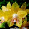 Phalaenopsis  LD Giga King ' Princess'
