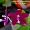 Phalaenopsis  speciosa 'Miki Purple' (MC)