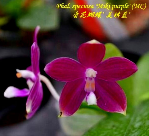 Phalaenopsis  speciosa 'Miki Purple' (MC)