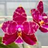 Phalaenopsis Ailiao Princess Gelb (Yungho Princess Gelb x Princess Spot)