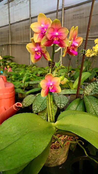 Phalaenopsis AL Rainbow