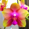 Phalaenopsis AL Rainbow 'Joy' (Sogo Manager x Texas Jewel)