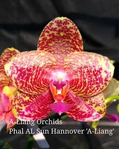 Phalaenopsis AL Sun Hannover 'A-Liang' (MC)