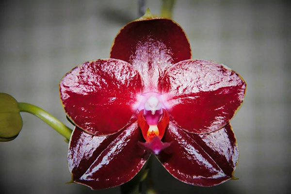 Phalaenopsis AL Sun Hannover Red
