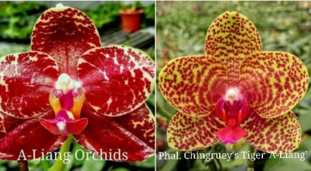 Phalaenopsis AL Sun Hannover 'Red' x Chingruey’s Tiger