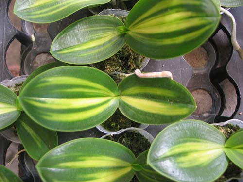 Phalaenopsis amabilis inner variegated