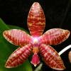 Phalaenopsis amboinensis 'Dark Brown' x Phalaenopsis lueddemanniana 'Nita'