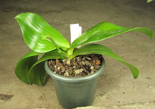 Phalaenopsis amboinensis 'Nicole'