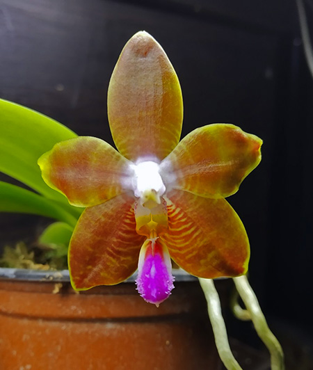 Phalaenopsis amboinensis 'TH' x Penang Girl 'Chin Ruey'