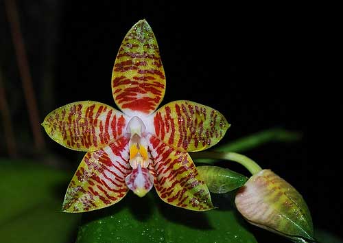 Phalaenopsis amboinensis var. flavida