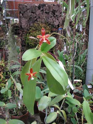 Phalaenopsis amboinensis x violacea